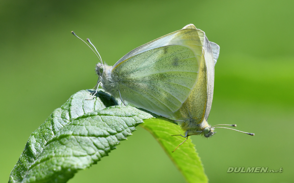 Cabbage White (Pieris rapae)